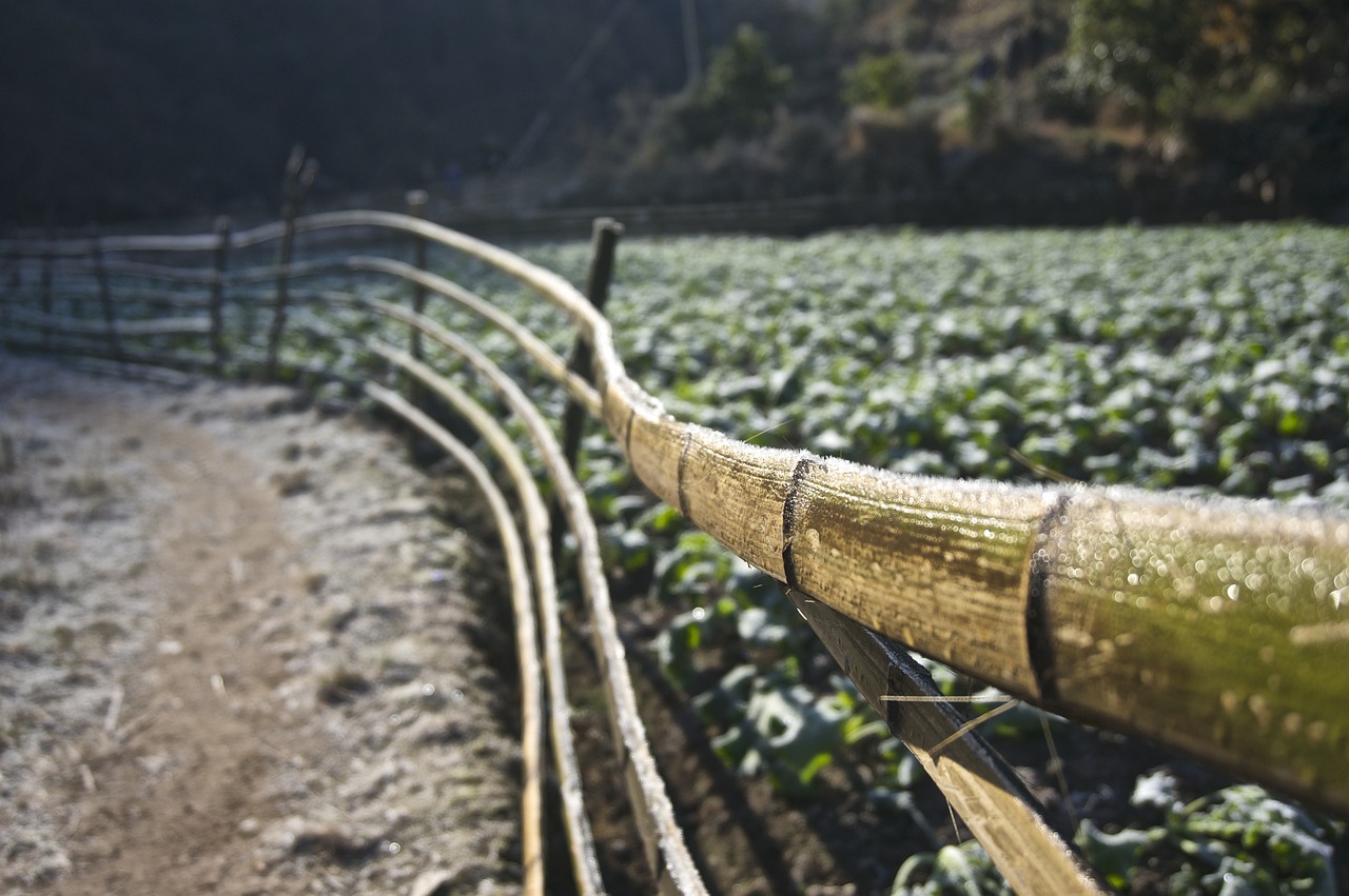 新澳门六开奖号码记录43期绿化路边种的树，城市的绿色呼吸与生态美学，澳门六开奖号码记录第43期，城市绿化中的生态美学与绿色呼吸之路