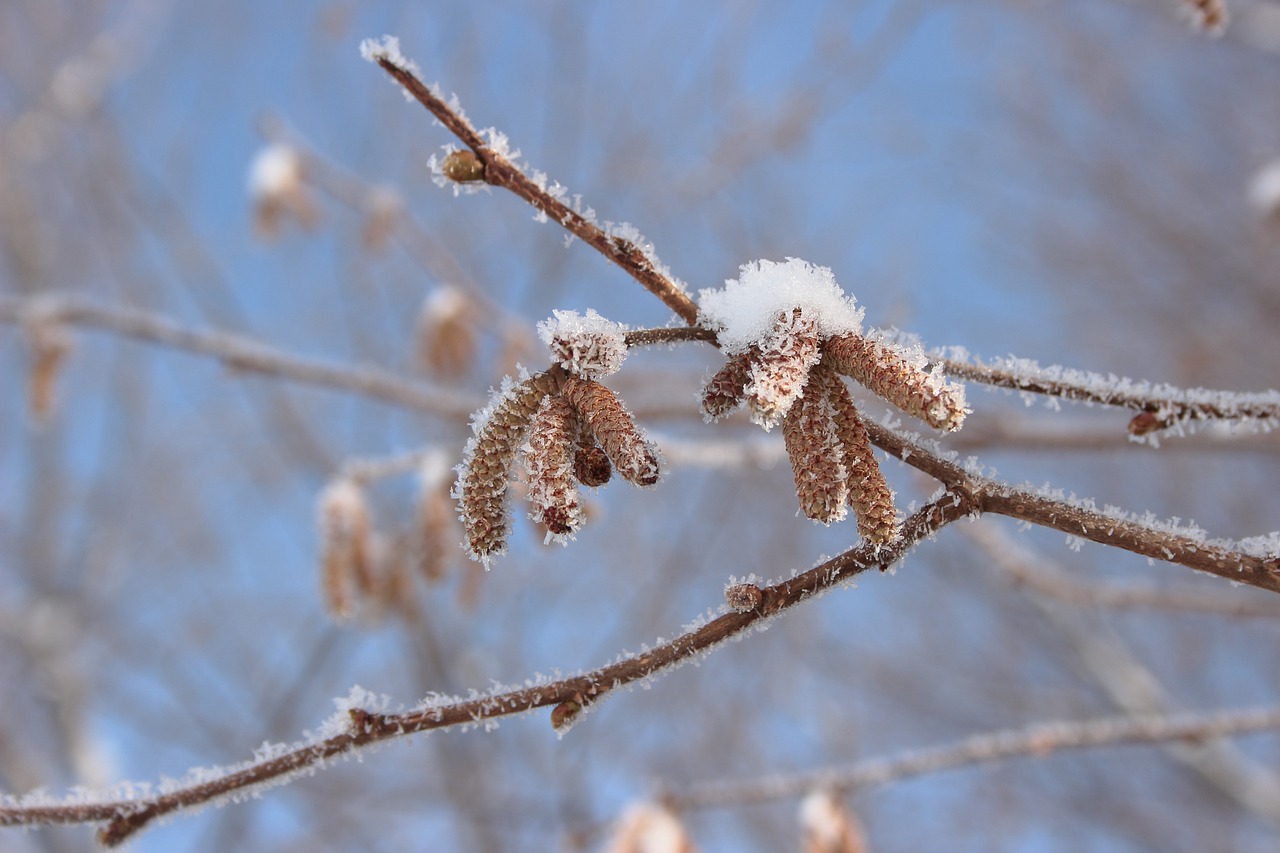 寒冬雪舞，小雪、大雪纷飞之际