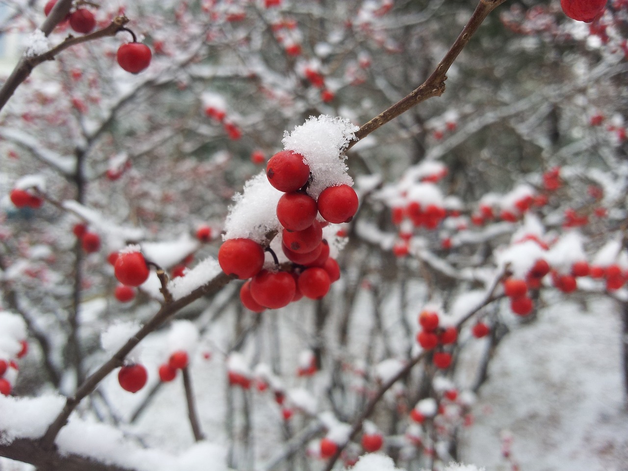 寒冬雪舞，小雪、大雪纷飞之际