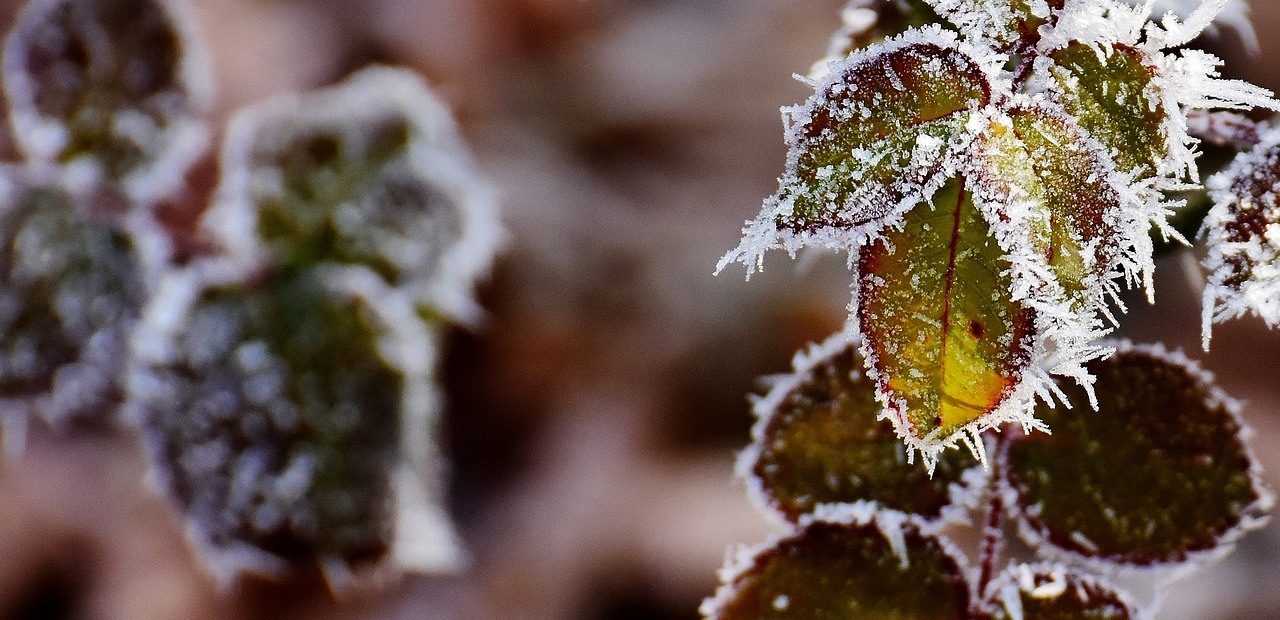 东北瑞雪降临