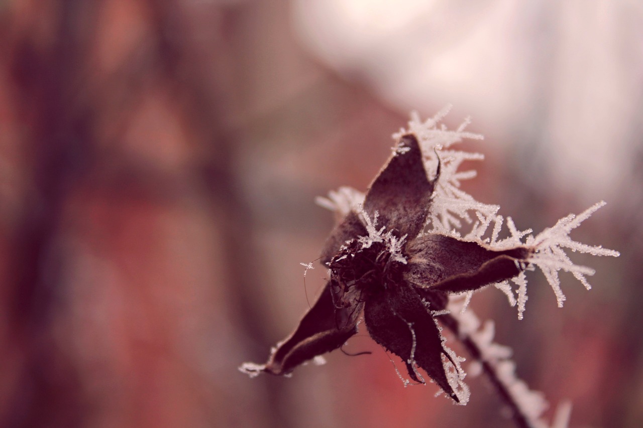 辽宁冬季遗韵，冰雪魅力与积雪地区探秘