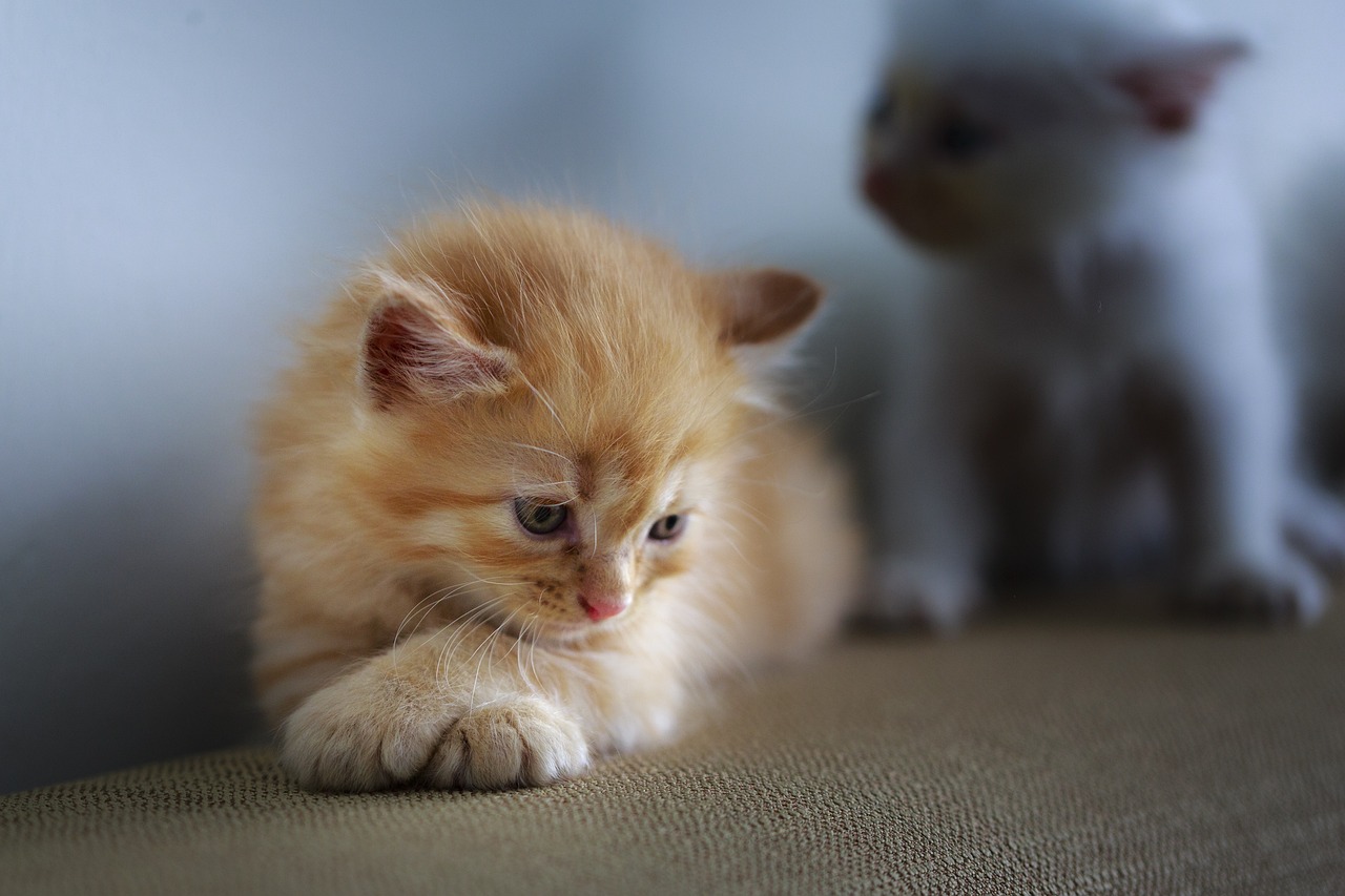 心碎小猫的故事，爱与失落的篇章