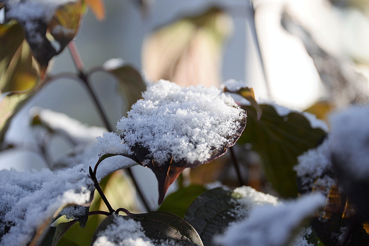 西南初雪，纯净诗篇的绽放