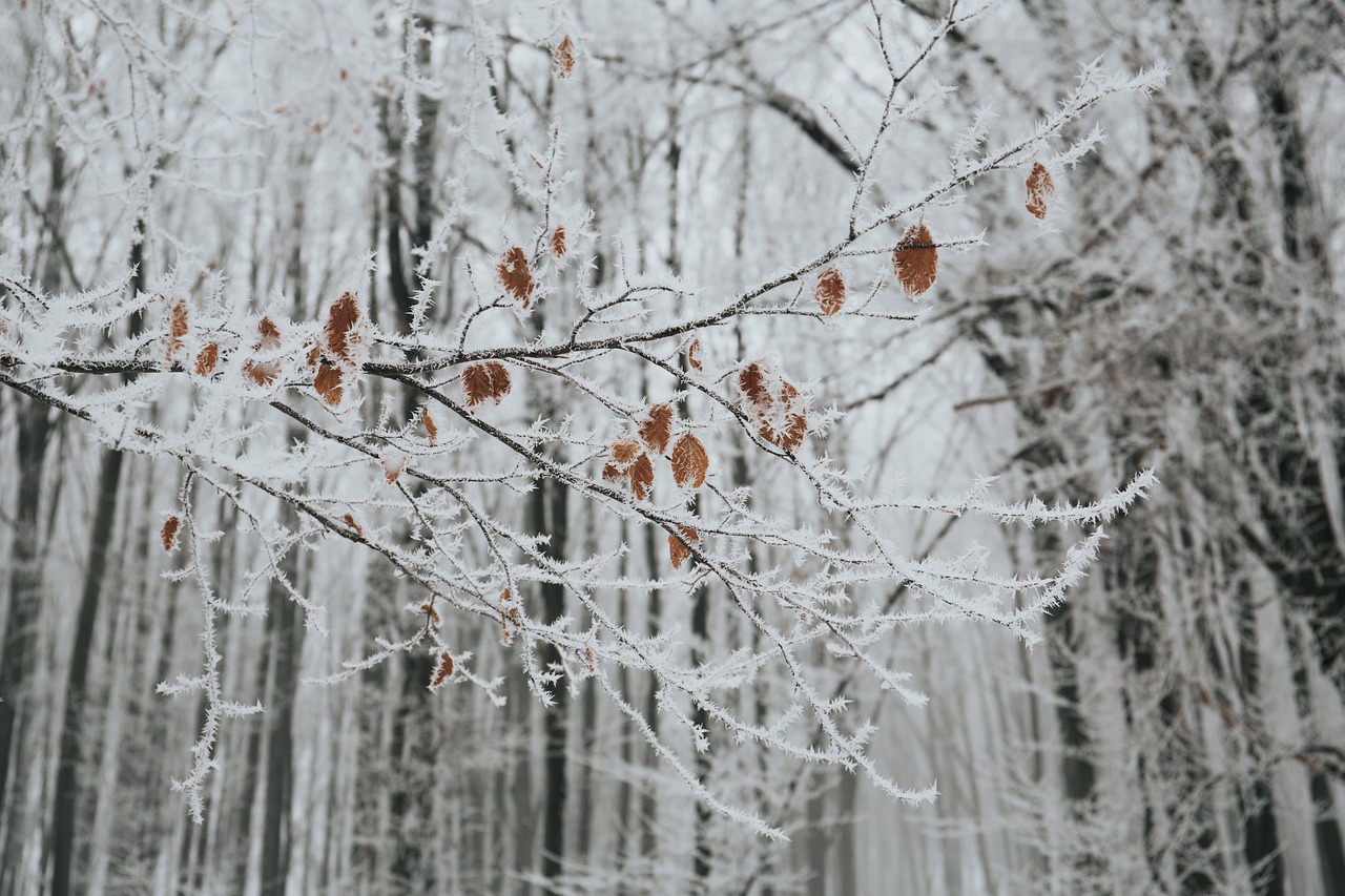 寒冬雪景的魅力与挑战，探索十二月大雪天气的壮丽与考验